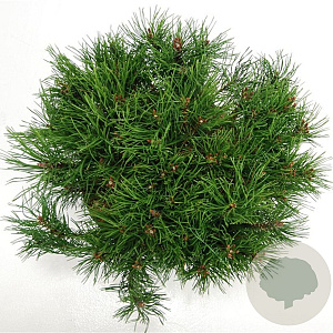 Pinus mugo pumilio 40-50 cm 7,5L