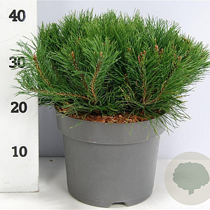 Pinus mugo pumilio 40-50 cm 7,5L