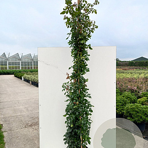 Rosa (P) 'Alaska' 200-250 cm 20L 3 stok