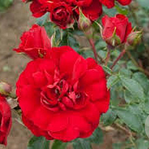 Rosa (K) Amadeus 200-250 cm 20L 3 stok