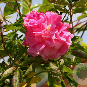 Rosa banksiae 'Rosea' 200-250 cm 20L 3 stok