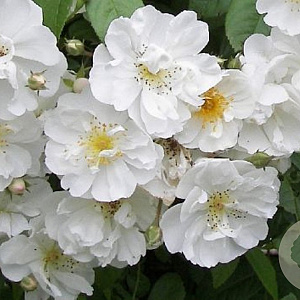 Rosa (K) 'Bobbie James' 200-250 cm 20L 3 stok