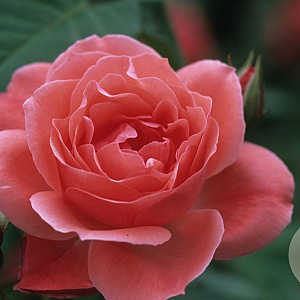 Rosa (F) 'Camelot' 200-250 cm 20L 3 stok