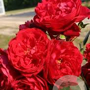Rosa (K) Florentina 200-250 cm 20L 3 stok