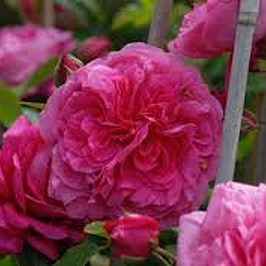 Rosa (K) Laguna 200-250 cm 20L 3 stok