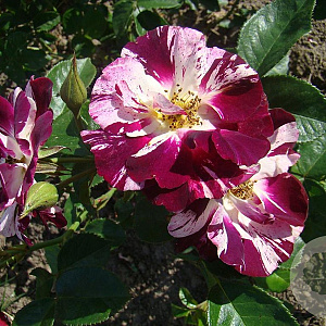 Rosa (K) Purple Splash 200-250 cm 20L 3 stok