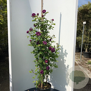 Rosa (P) Rhapsody in Blue 200-250 cm 20L 3 stok