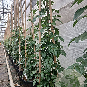 Rosa (K) Rosanna 200-250 cm 20L 3 stok