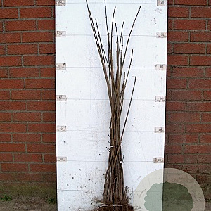 Acer pseudoplatanus 100-140 cm wortelgoed 1/1