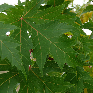Acer saccharinum 60-90 cm wortelgoed 2-jarig verplante zaailin