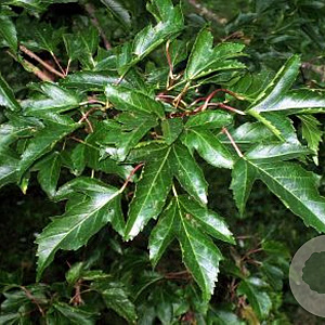 Acer tataricum ginnala 50-80 cm wortelgoed 2-jarig verplante zaailin 2-3 tak