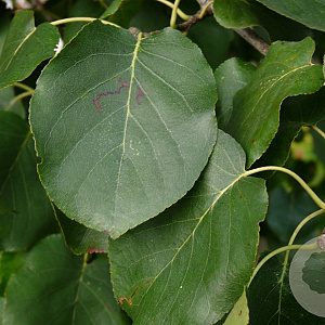 Alnus cordata 100-120 cm wortelgoed 2-jarig verplante zaailin