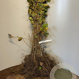 Alnus incana 15-30 cm wortelgoed 1/0 1 jarige zaailing