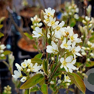 Amelanchier spicata 60-80 cm wortelgoed 1/2