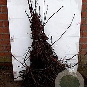 Amelanchier spicata 60-80 cm wortelgoed 3 jarig verplante zaailin 3 tak