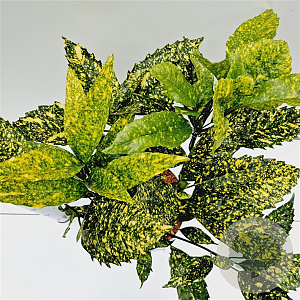 Aucuba jap. 'Crotonifolia' 40-60 cm 7,5L