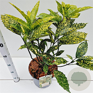 Aucuba jap. 'Crotonifolia' 40-60 cm 7,5L