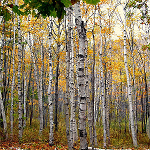 Betula papyrifera 60-100 cm wortelgoed 2-jarig verplante zaailin