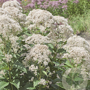 Eupatorium rugosum 'Snowball' GM P9