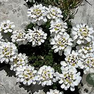 Iberis saxatilis GM P9