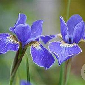 Iris sibirica 'Silver Edge' GM P9