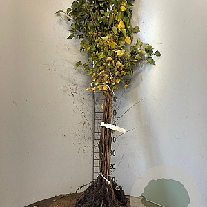 Betula pendula 100-140 cm wortelgoed 2-jarig verplante zaailin