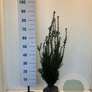 Taxus media 'Hillii' 50-60 cm met kluit