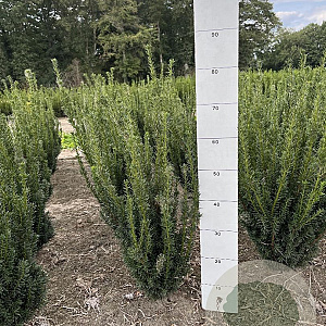 Taxus media 'Hillii' 50-60 cm met kluit