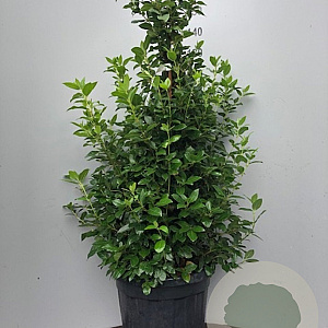 Viburnum tin. 'Eve Price' 80-100 cm 40L