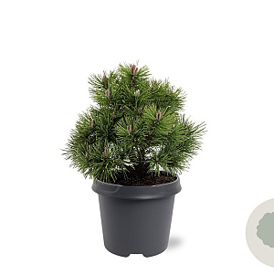 Pinus mugo 'Mops' 25-30 cm 5,0L