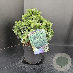 Pinus mugo 'Mops' 25-30 cm 5,0L
