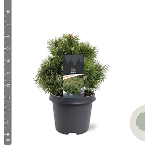 Pinus mugo 'Mops' 25-30 cm 5,0L