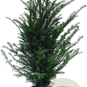 Taxus baccata 60-80 cm 4,0L