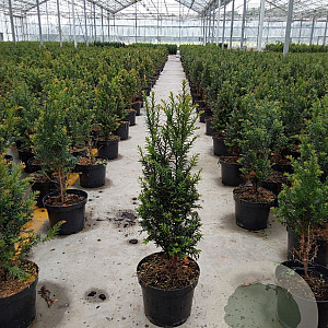 Taxus baccata 60-80 cm 4,0L