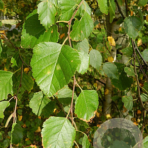 Betula pubescens 80-120 cm wortelgoed 2-jarig verplante zaailin