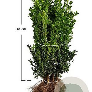 Buxus sempervirens 20-25 cm wortelgoed 0/2