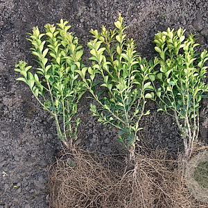 Buxus sempervirens 25-30 cm wortelgoed 2 jaar vaststaande winter