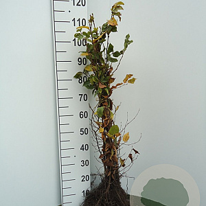 Carpinus betulus 30-50 cm wortelgoed 1/0 1 jarige zaailing