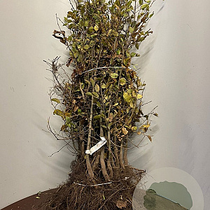 Carpinus betulus 125-150 cm wortelgoed 3 jarig verplante zaailin vertakt