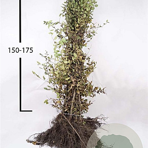 Carpinus betulus 150-175 cm wortelgoed