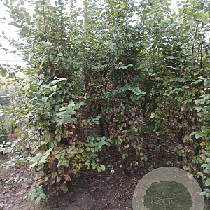 Carpinus betulus 200-250 cm met kluit