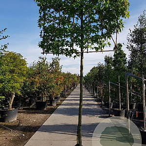 Liquidambar styraciflua 200 cm stam container 18-20 leiboom