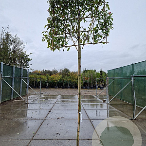 Photinia fraseri 'Red Robin' 220 cm stam container 10-12 lei 120x120