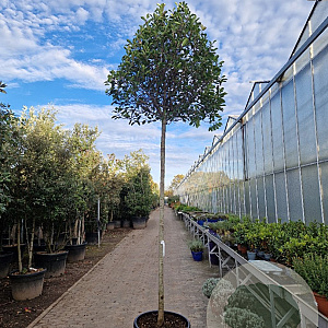 Photinia fraseri 'Red Robin' 220 cm stam container 18-20 lei 150x120