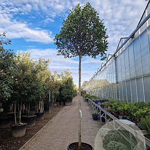 Photinia fraseri 'Red Robin' 220 cm stam container 18-20 lei 150x120