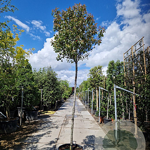 Photinia fraseri 'Red Robin' 220 cm stam container 18-20 lei 150x120