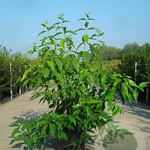 Chimonanthus praecox 80-100 cm 12L