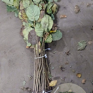 Corylus avellana 40-60 cm wortelgoed 1/0 