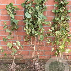 Corylus avellana 50-80 cm wortelgoed 1/0 