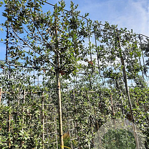 Quercus ilex 200 cm stam container 8-10 lei 150x120